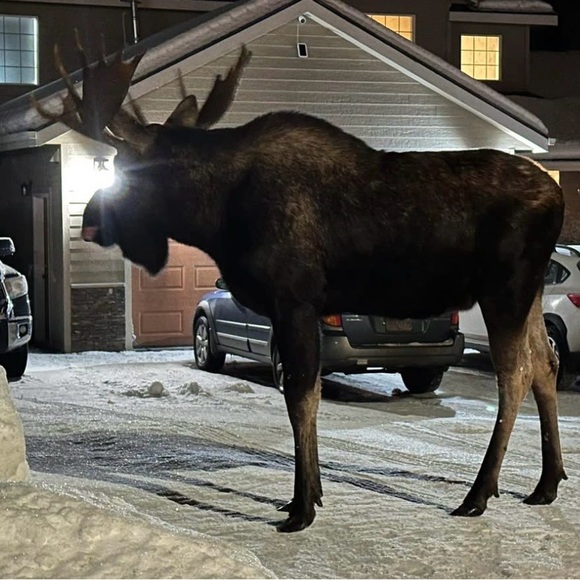 @fashionmiminak Live Listing Notification - Picture 3 of 4